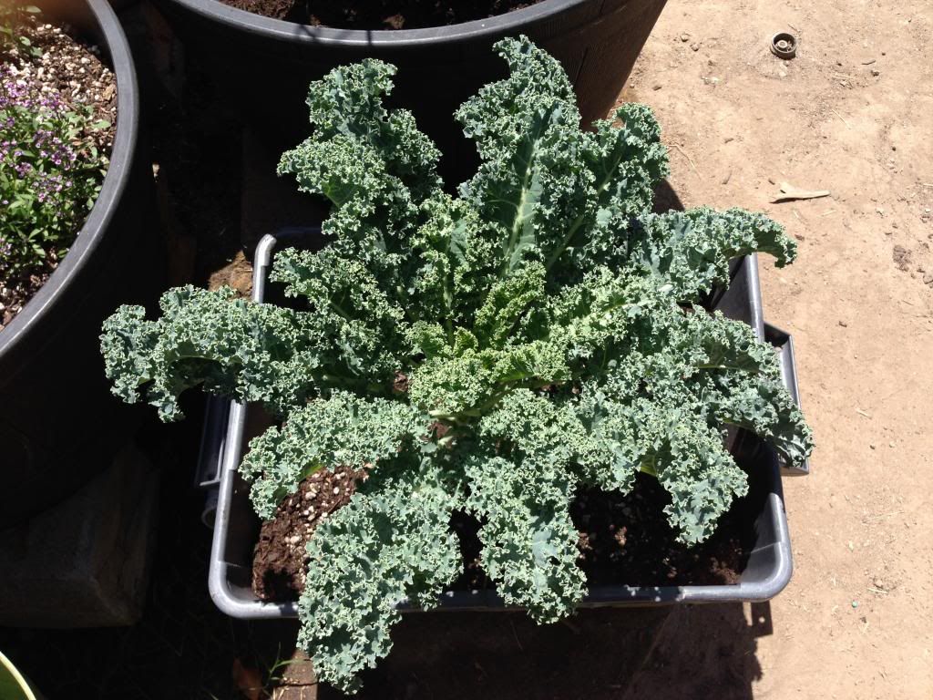  photo Picture008_zpsdd81de2e.jpg